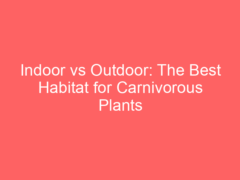 Indoor vs Outdoor: The Best Habitat for Carnivorous Plants