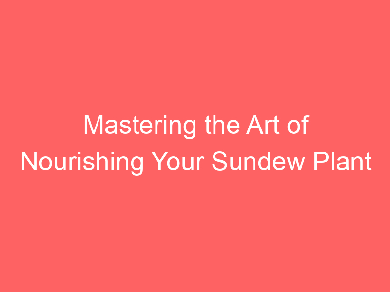 Mastering the Art of Nourishing Your Sundew Plant